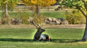 c16-3a-Elk Resting in Shade with Fall Foliage in Rocky Mountain State Park.jpg